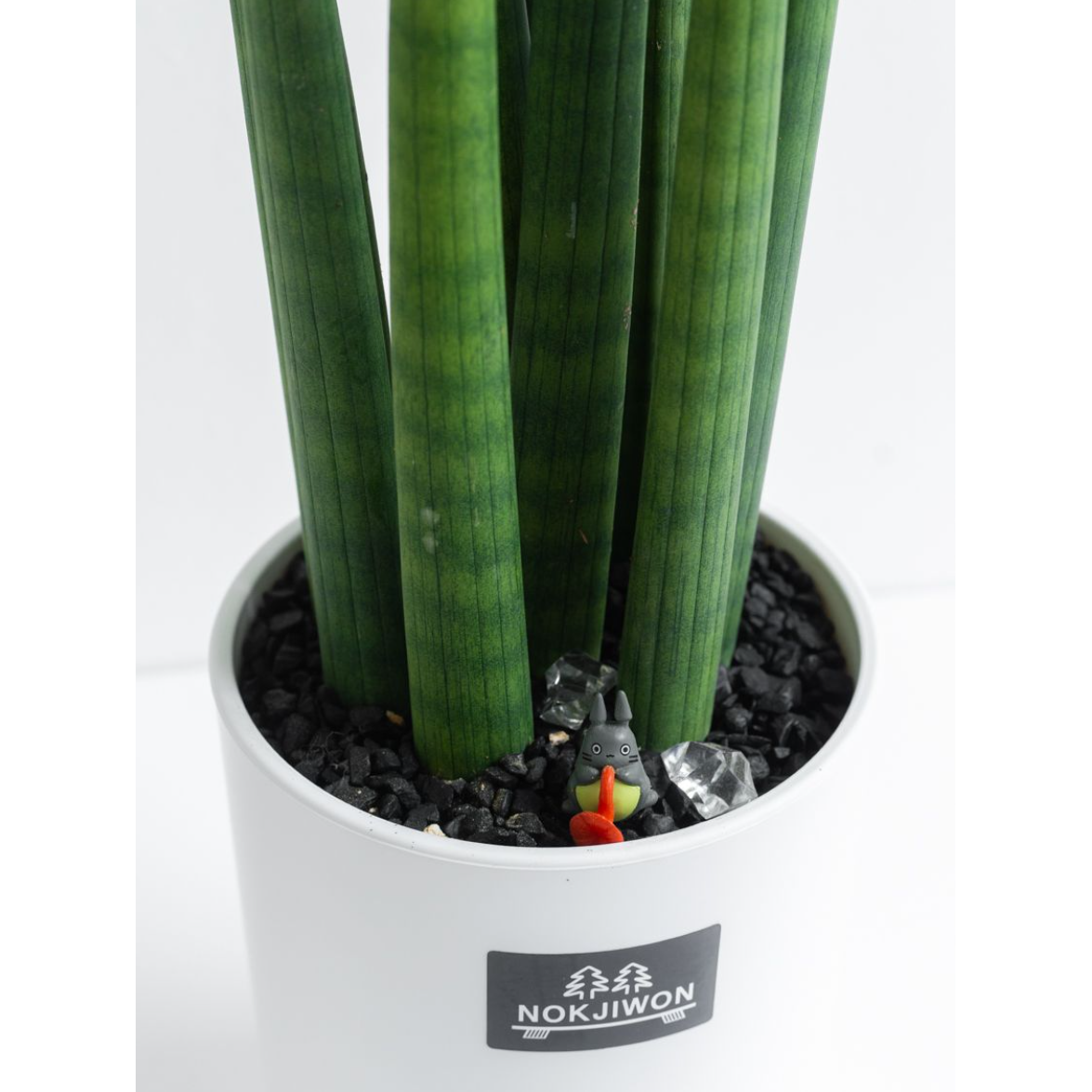 [관엽] 스투키 소형