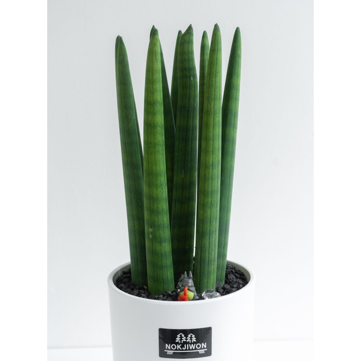 [관엽] 스투키 소형