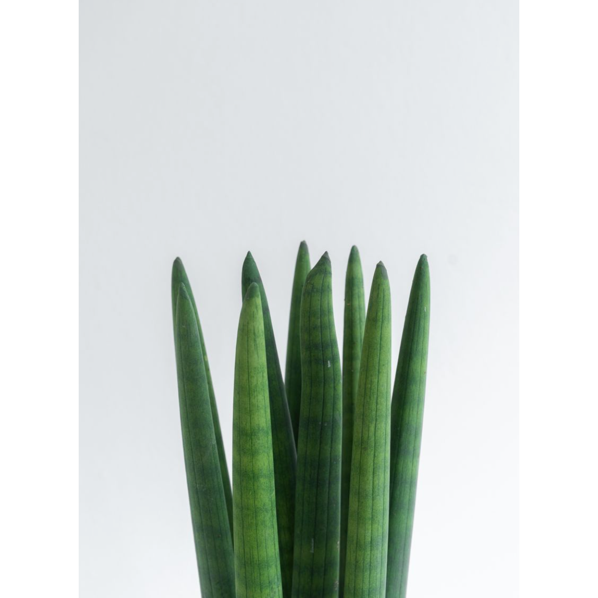 [관엽] 스투키 소형