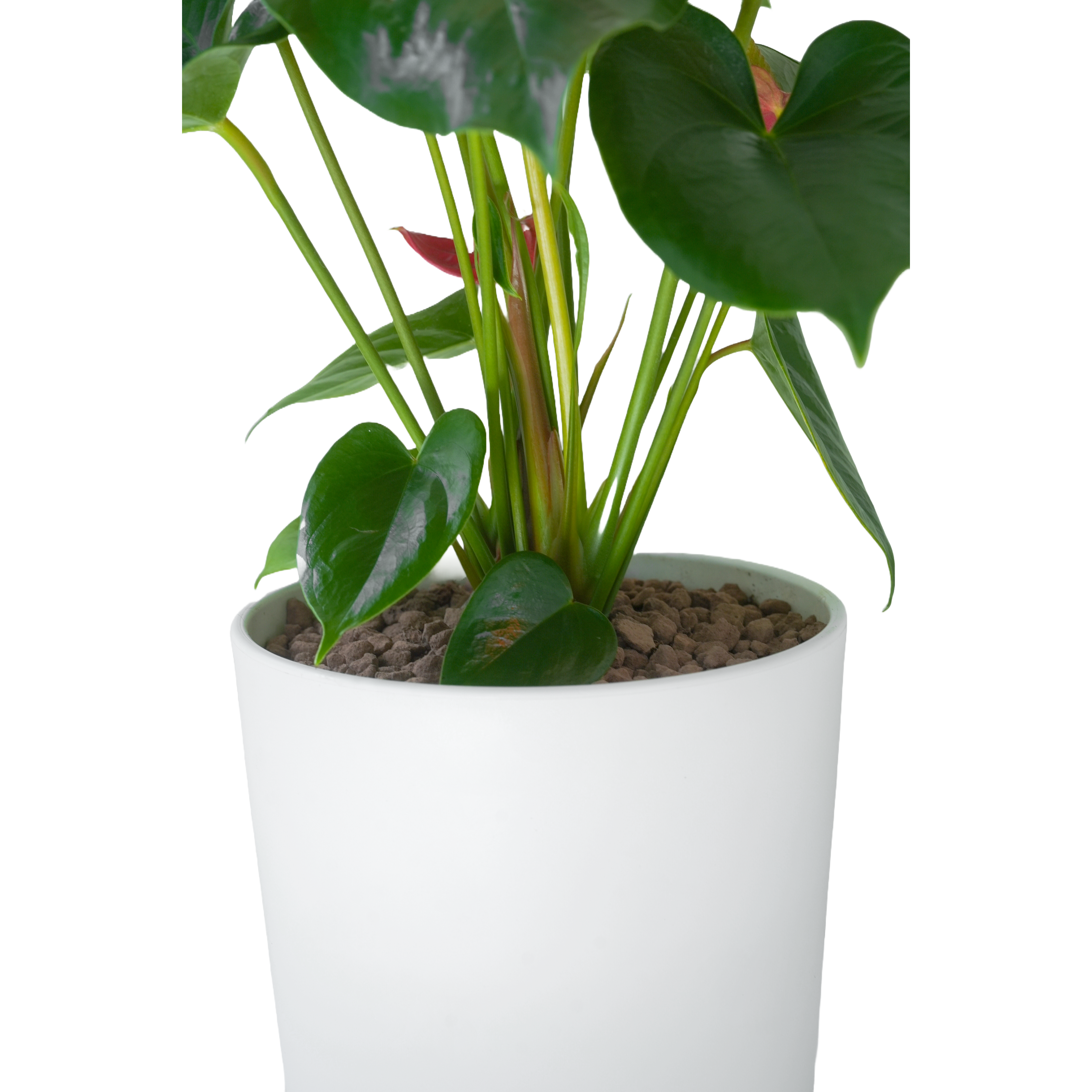 [관엽] 안세리움