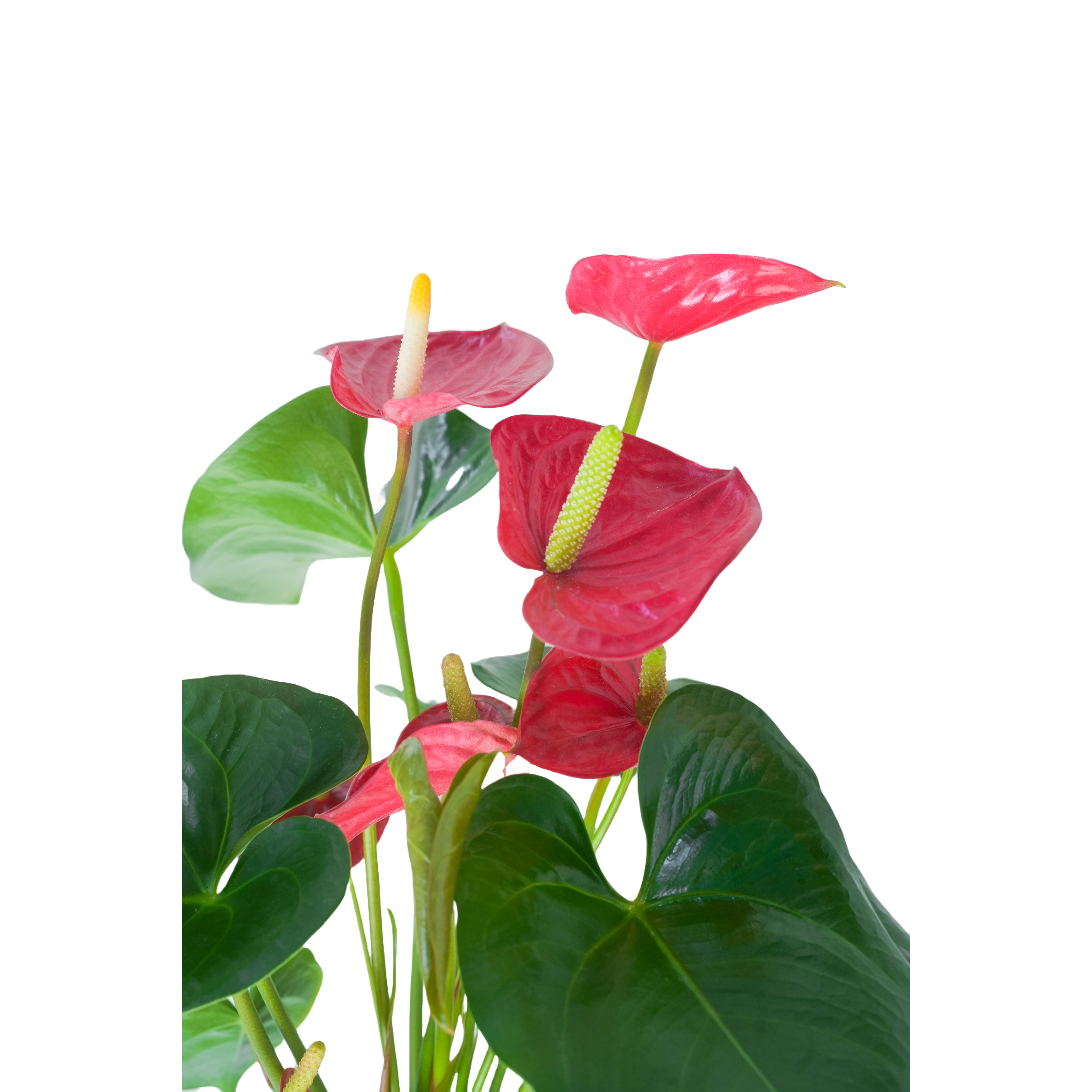 [관엽] 안세리움