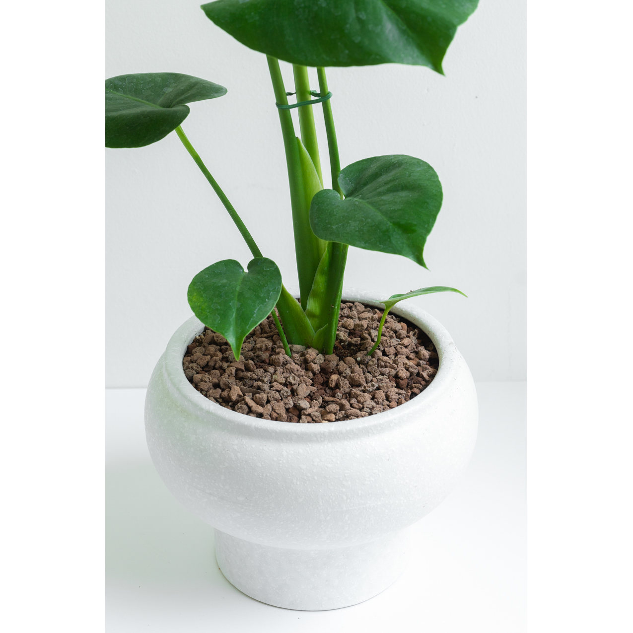 [관엽] 몬스테라