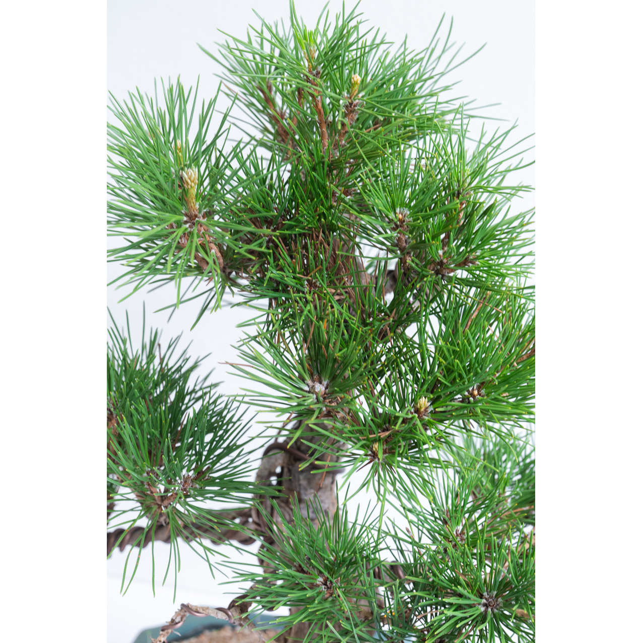 [관엽] 소나무 분재