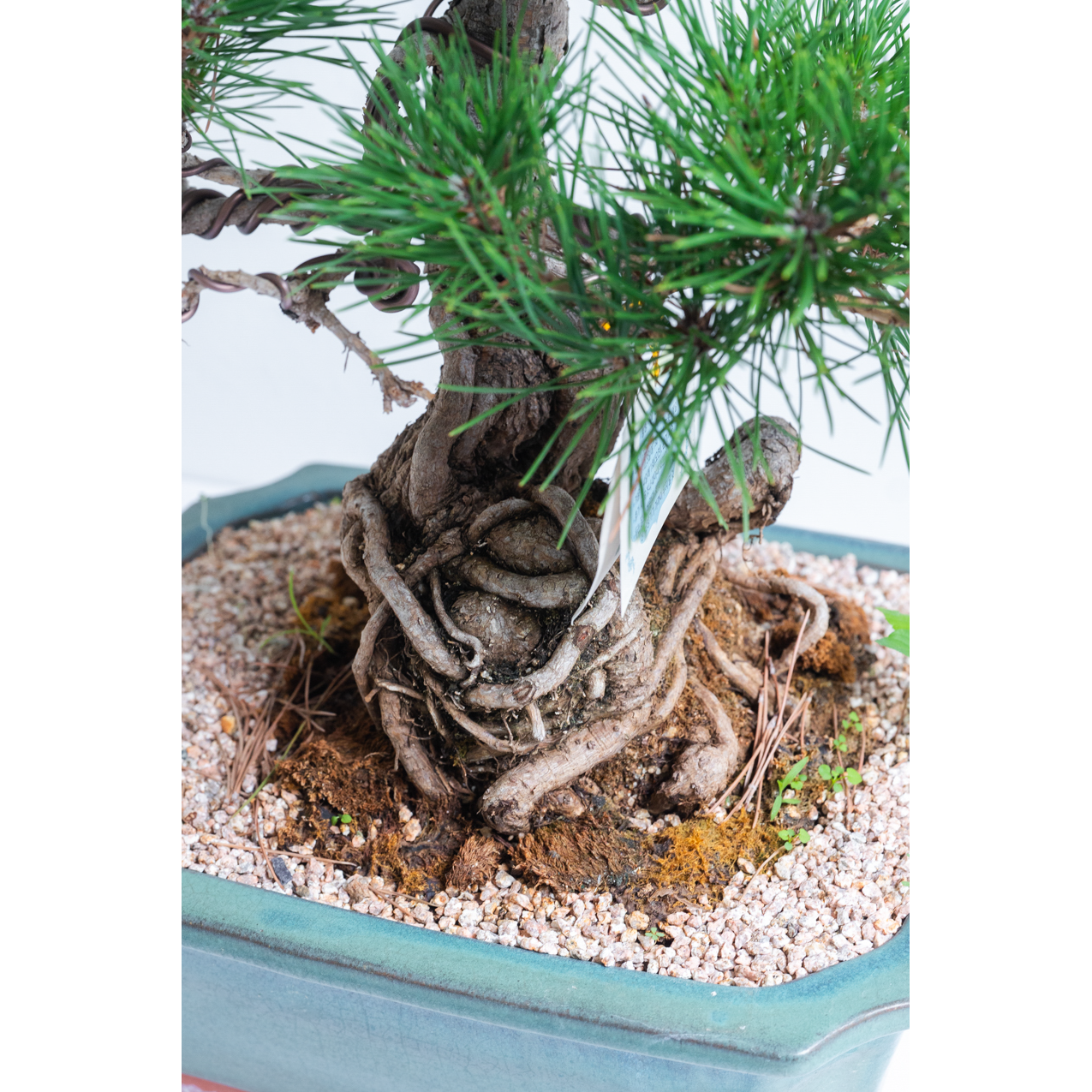 [관엽] 소나무 분재