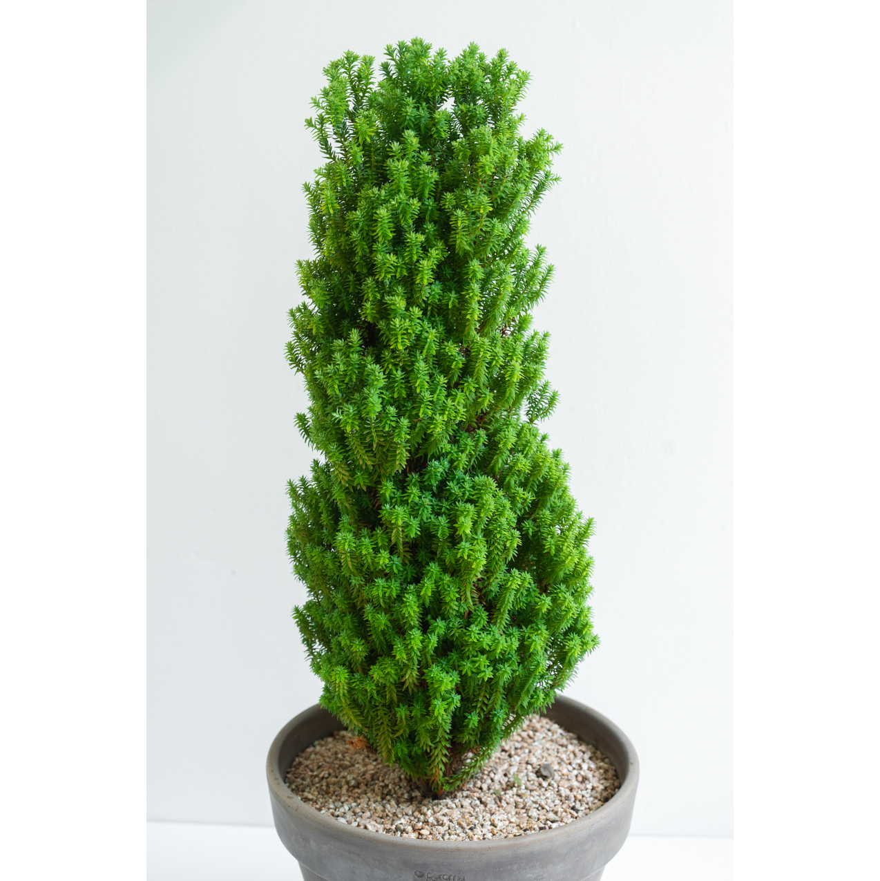 [관엽] 옐로우봉 편백