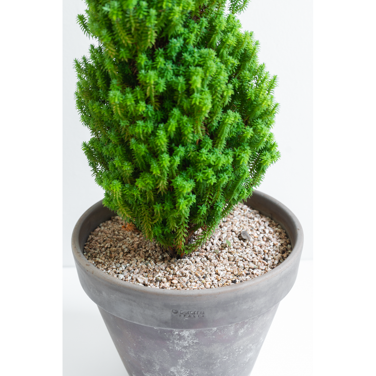 [관엽] 옐로우봉 편백