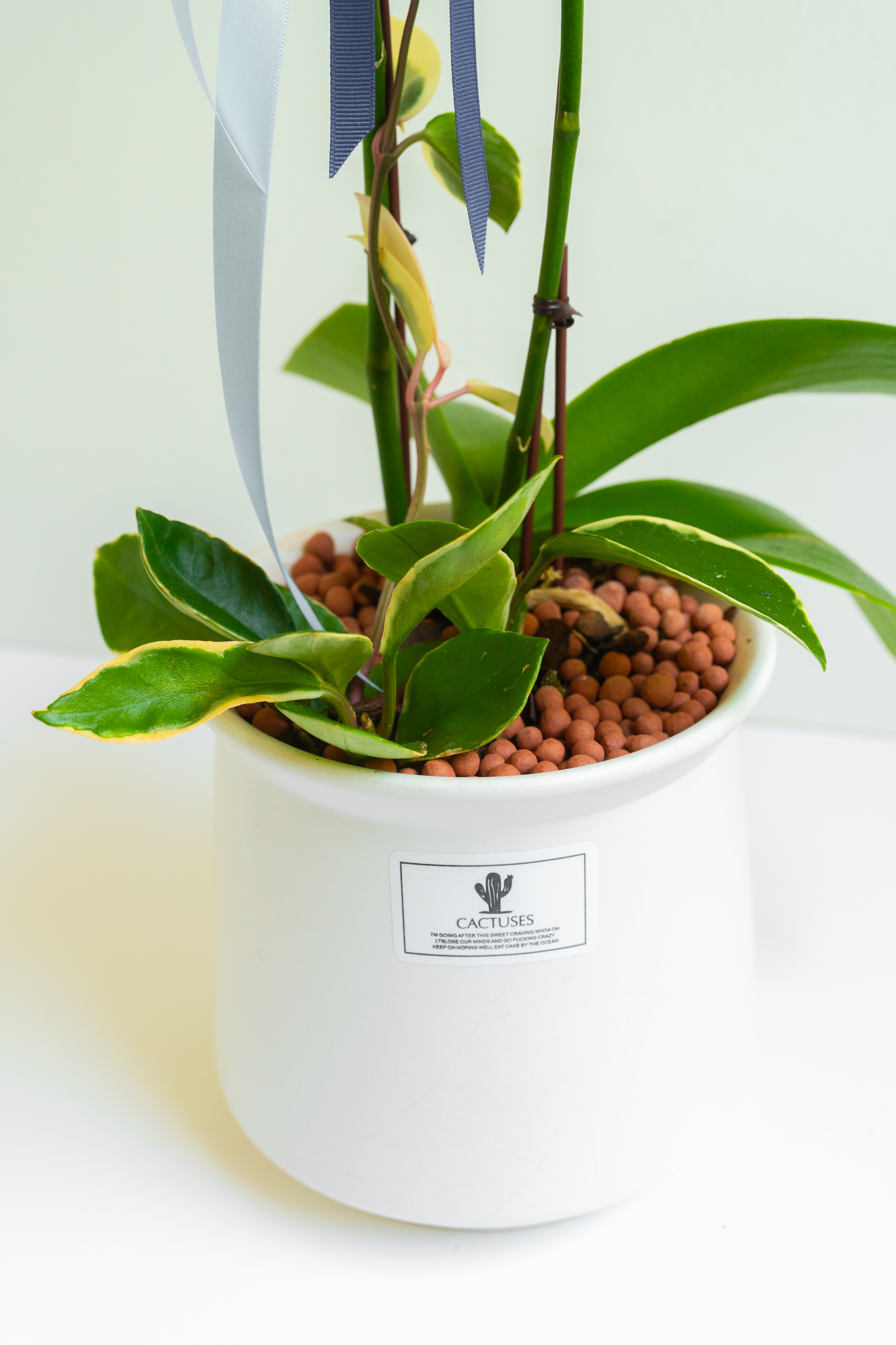 [서양란] 주피터 옐로 호접란