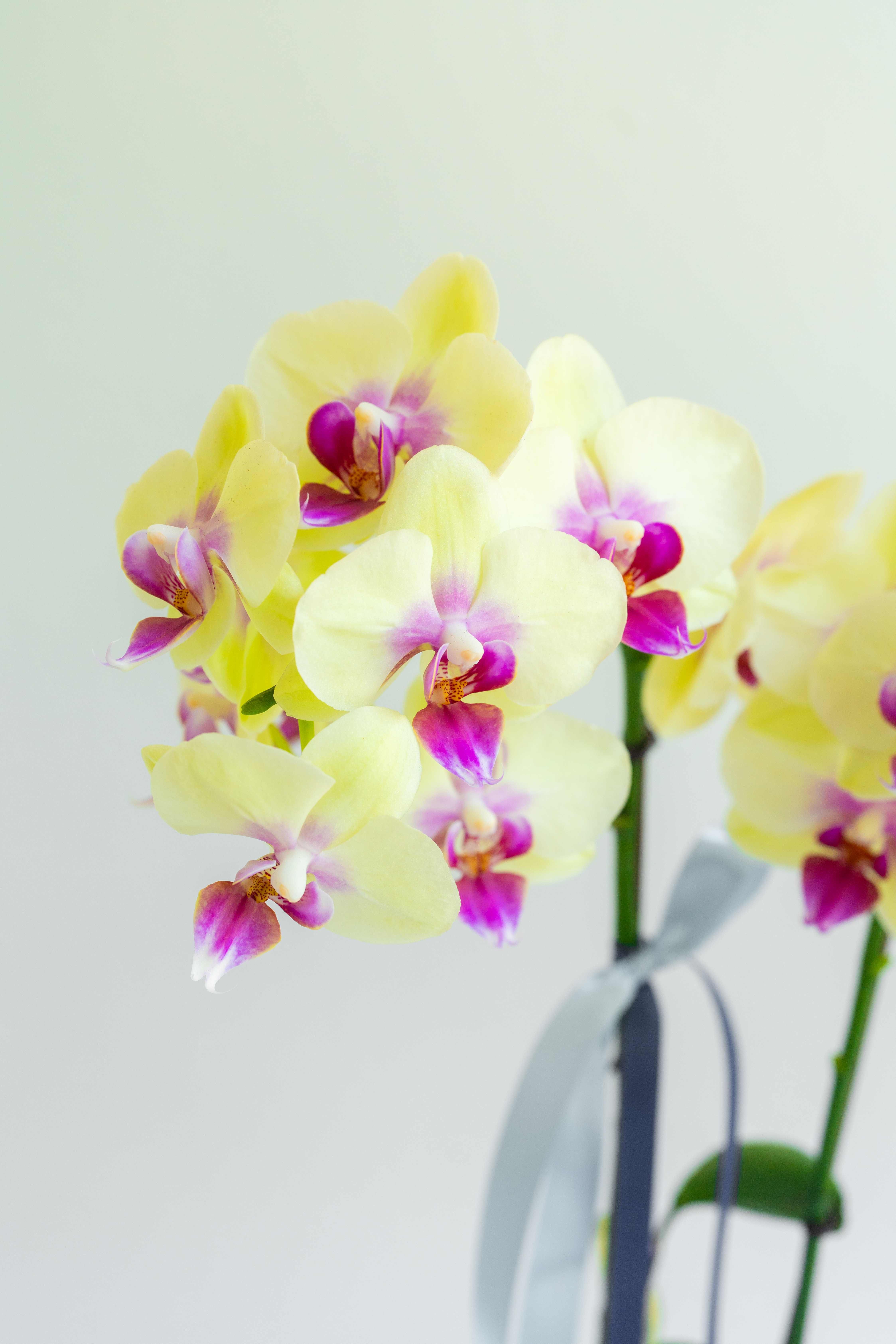 [서양란] 주피터 옐로 호접란