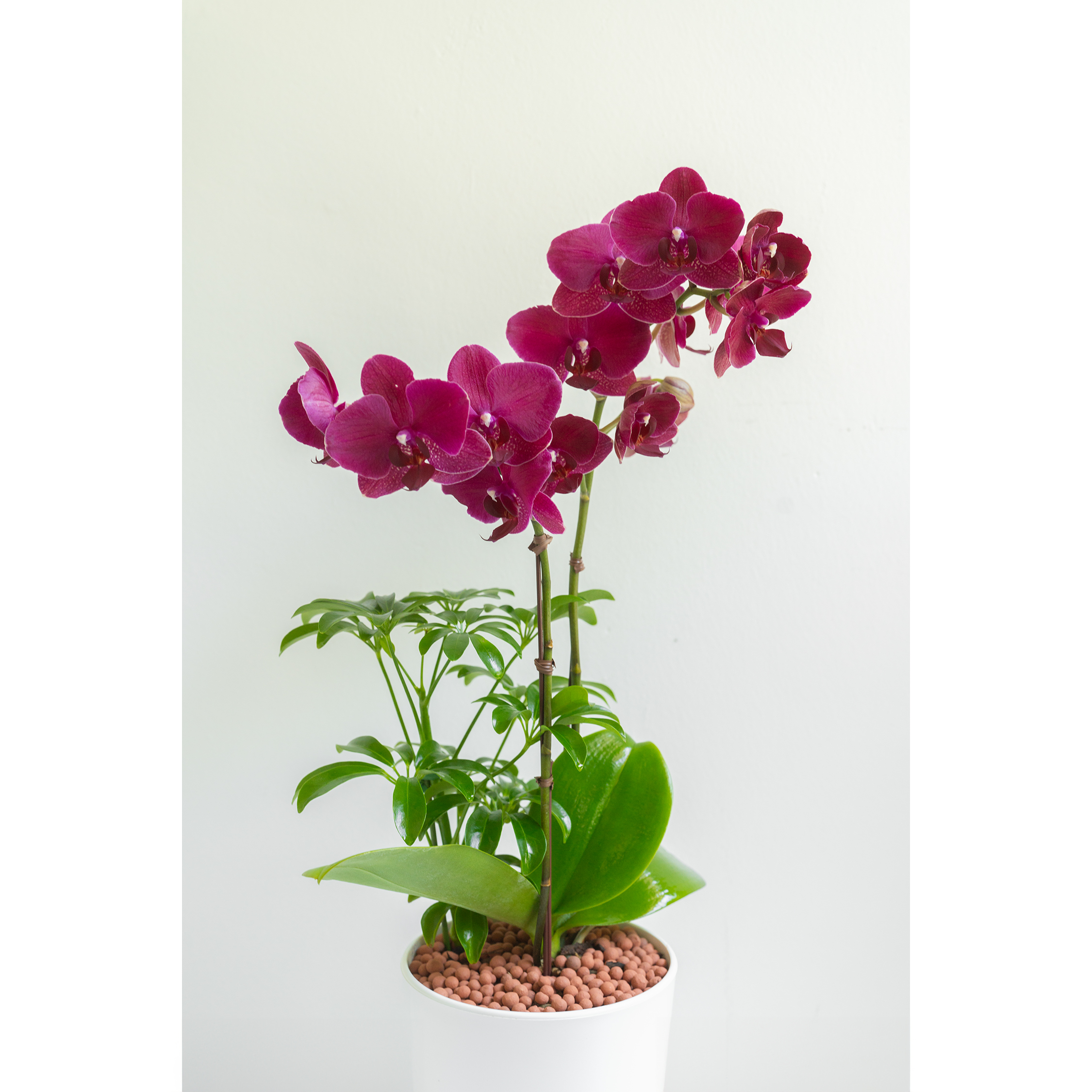 [서양란] 레드벨벳 버건디 호접란