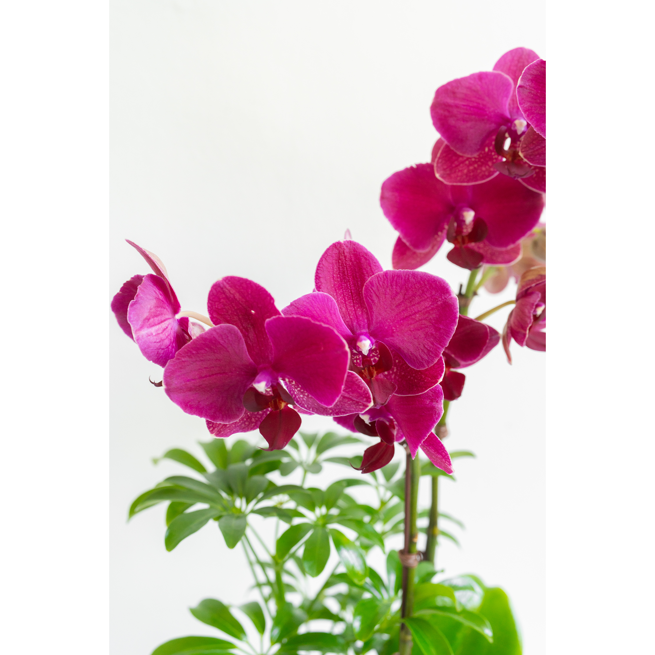 [서양란] 레드벨벳 버건디 호접란