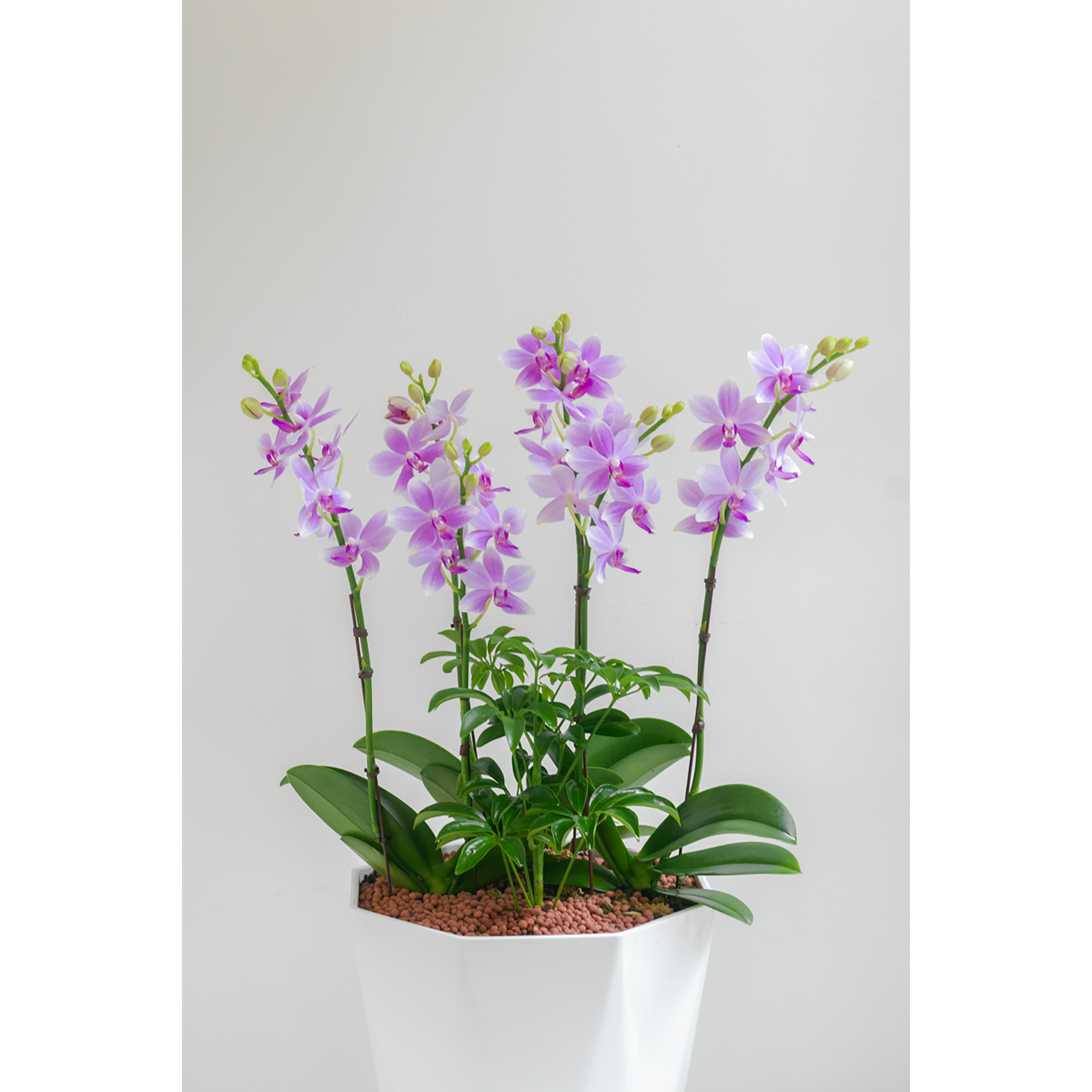 [서양란] 라이트 로제 핑크 호접란