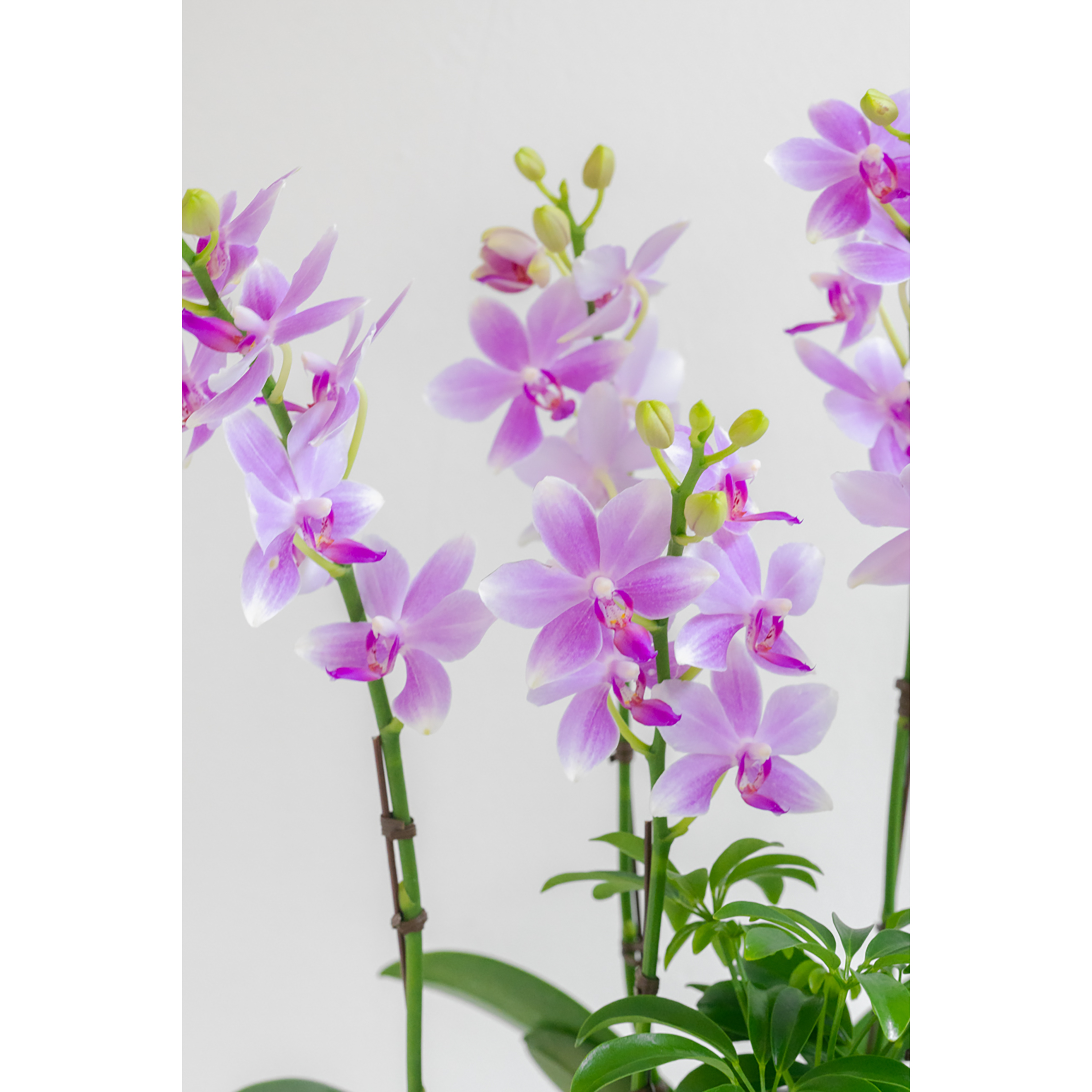 [서양란] 라이트 로제 핑크 호접란