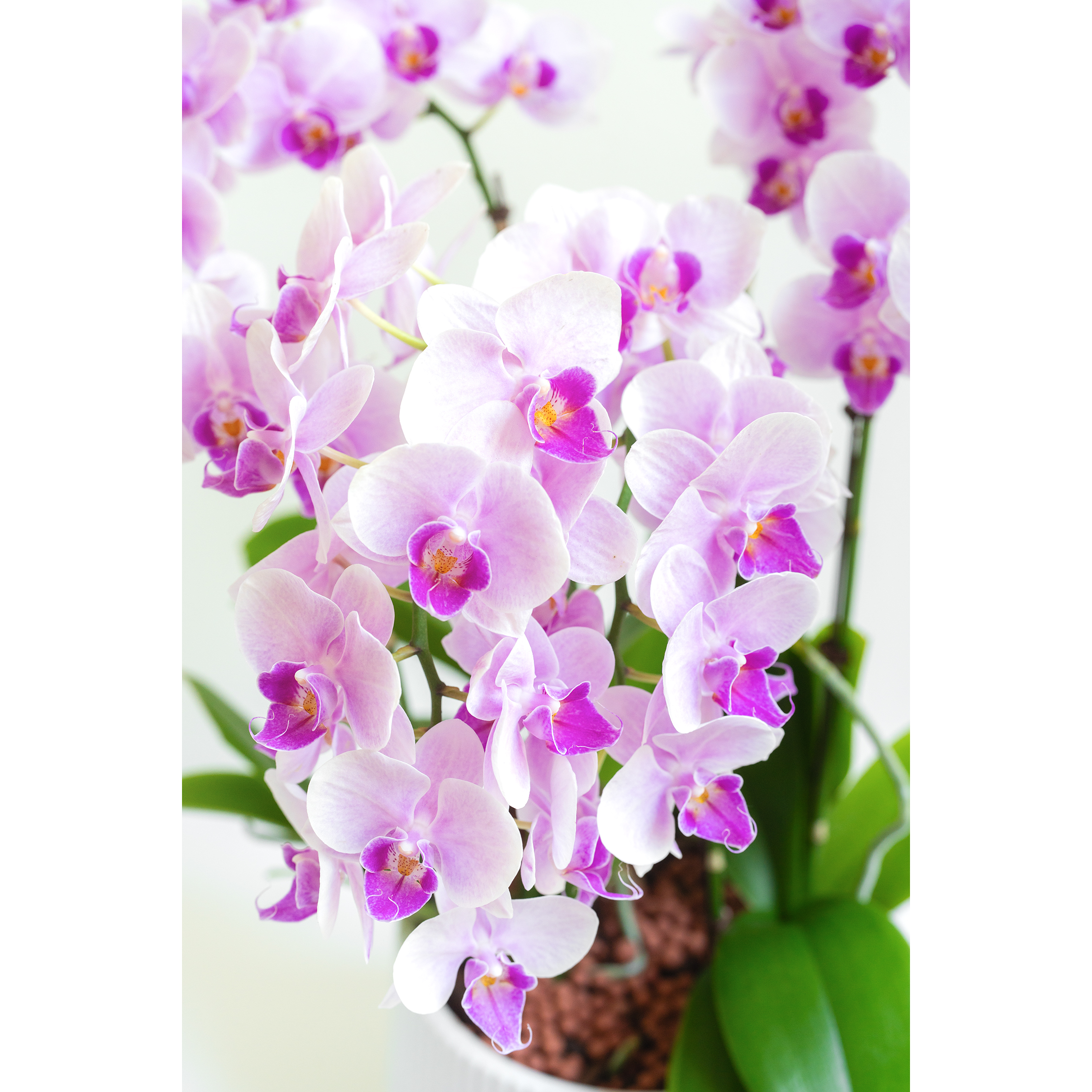 [서양란] 레이 연핑크 호접란