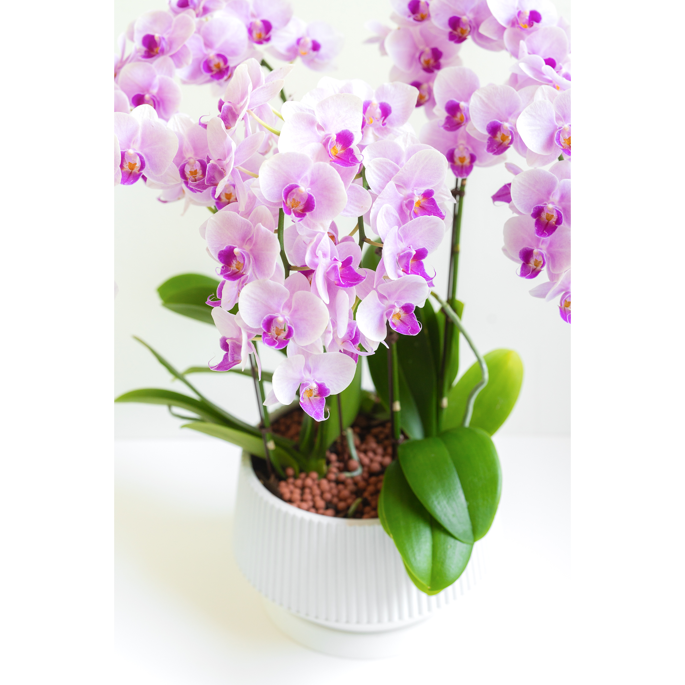 [서양란] 레이 연핑크 호접란