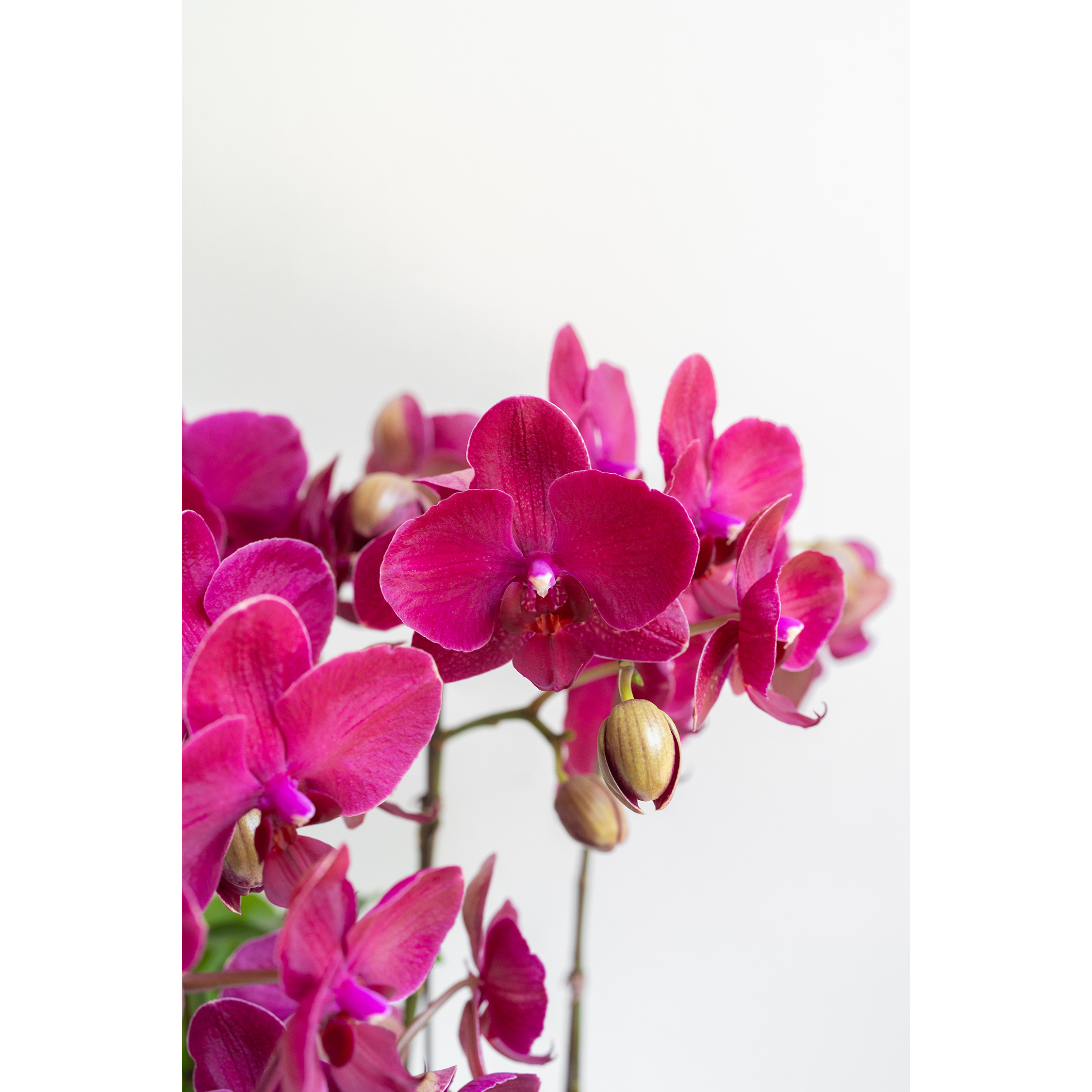 [서양란] 레드벨벳 버건디 호접란