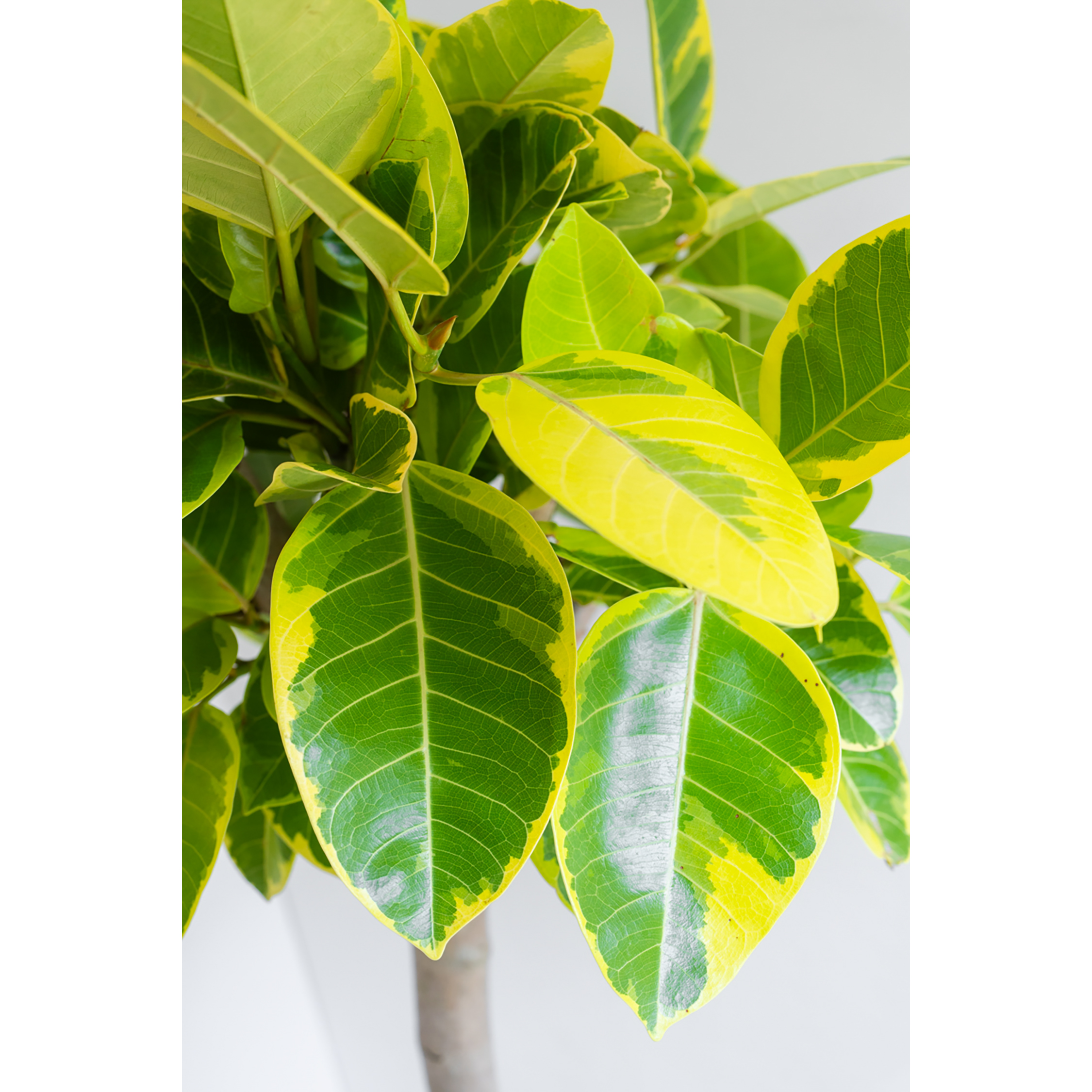 [관엽] 뱅갈 고무나무