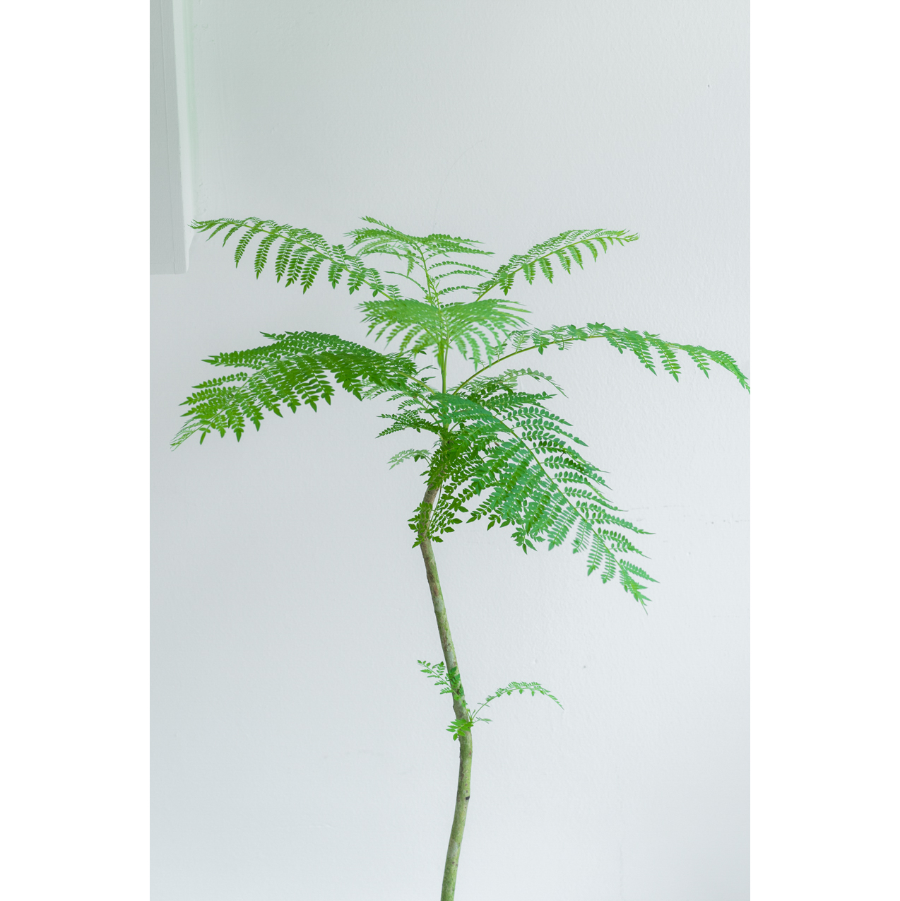 [관엽] 자카란다