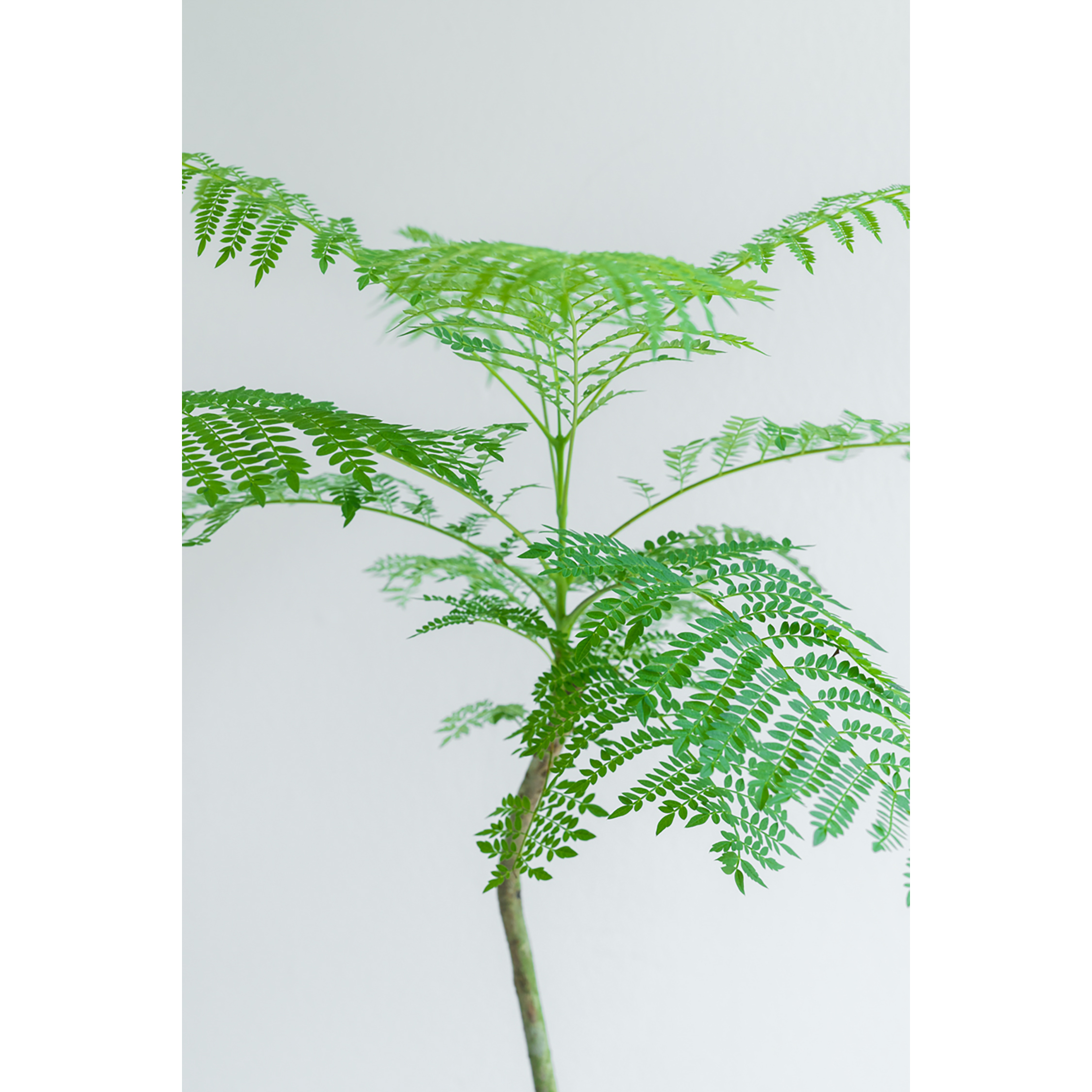 [관엽] 자카란다