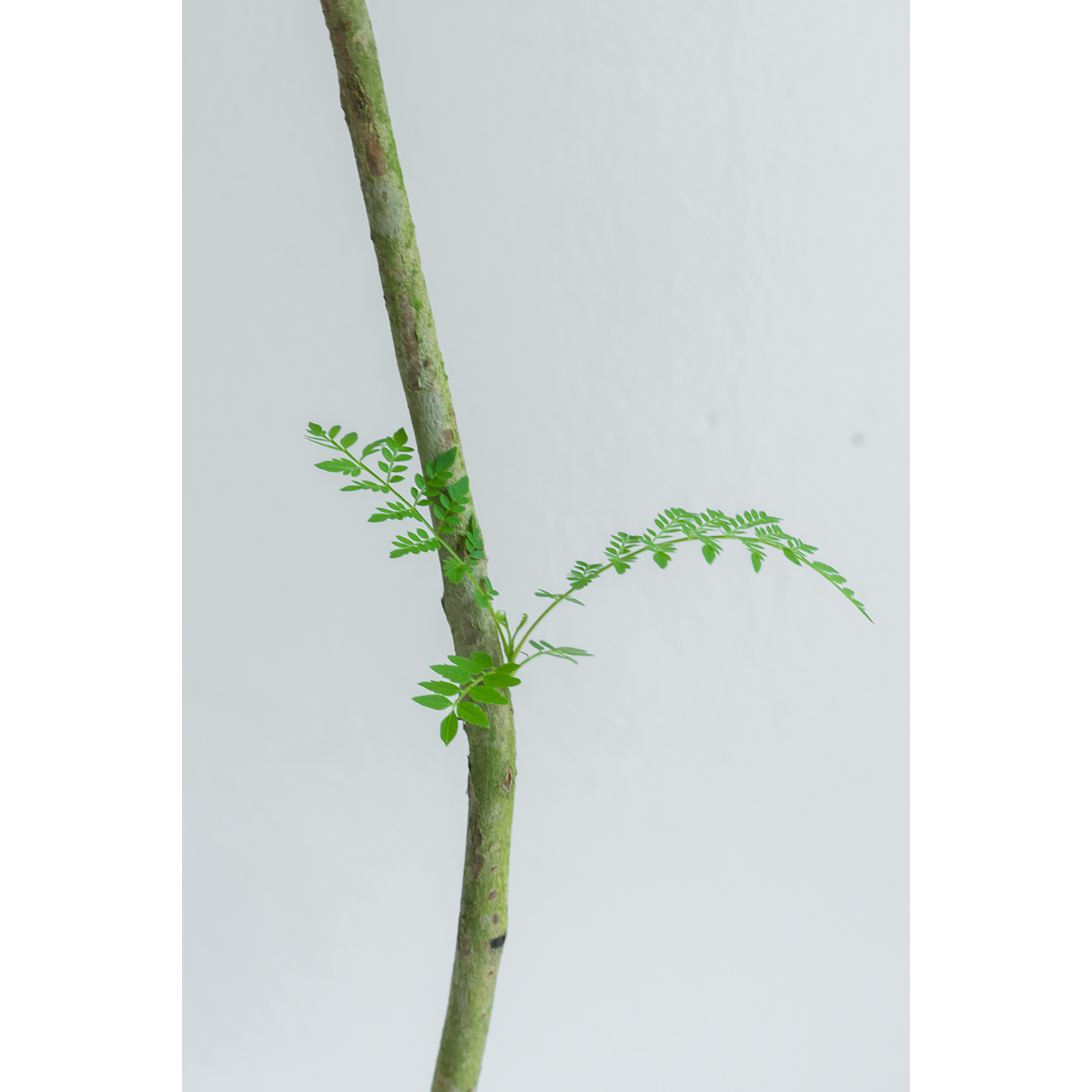 [관엽] 자카란다