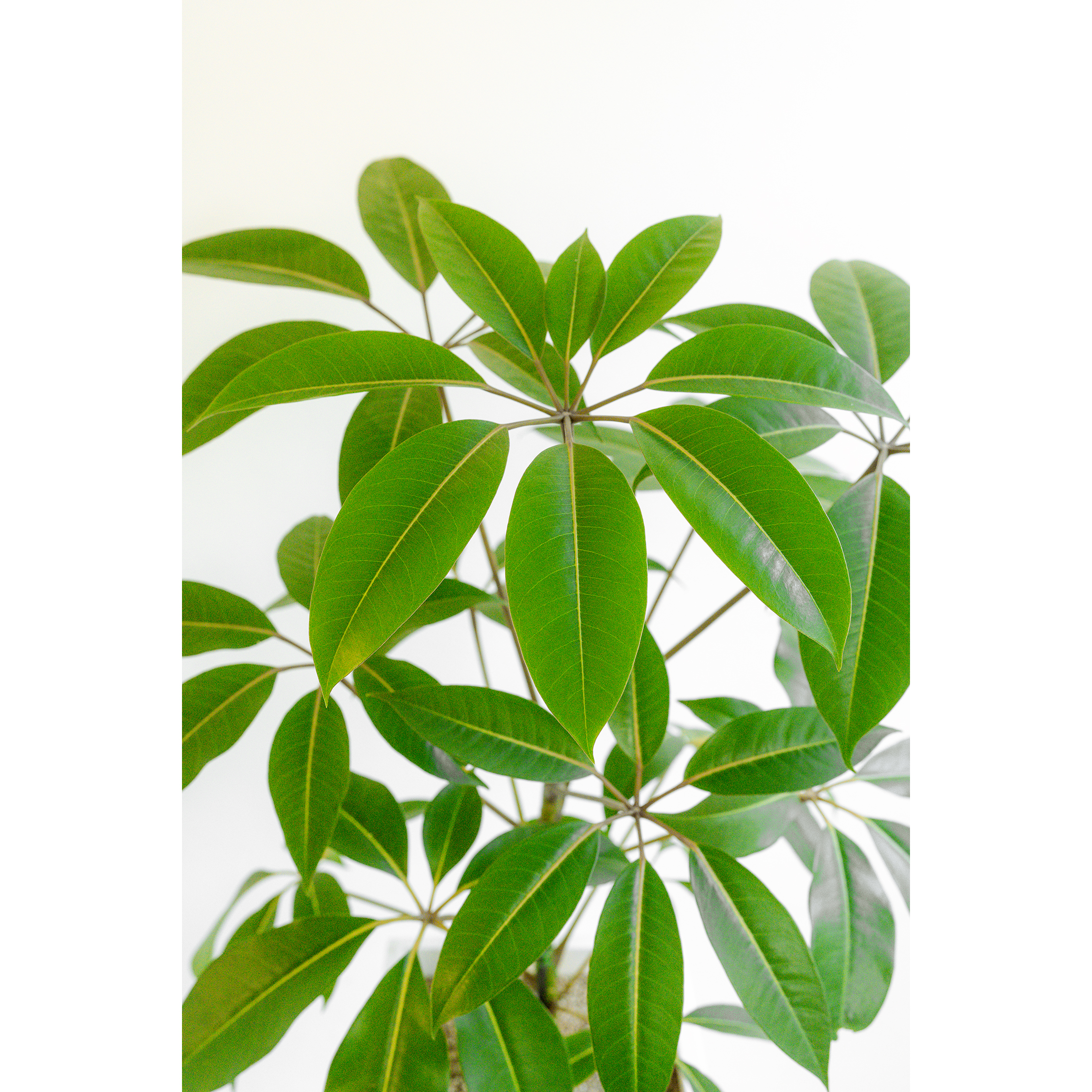 [관엽] 대엽홍콩