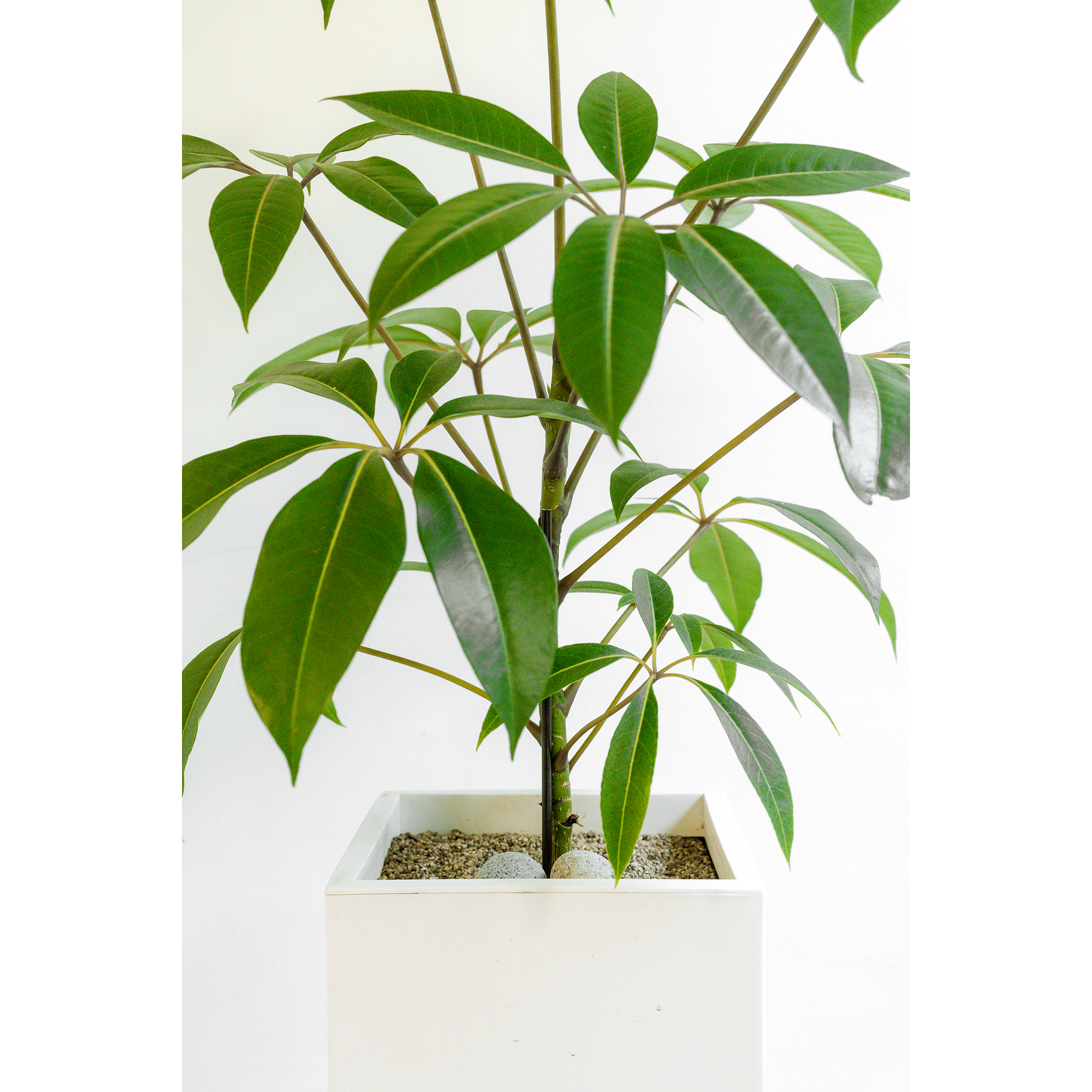 [관엽] 대엽홍콩