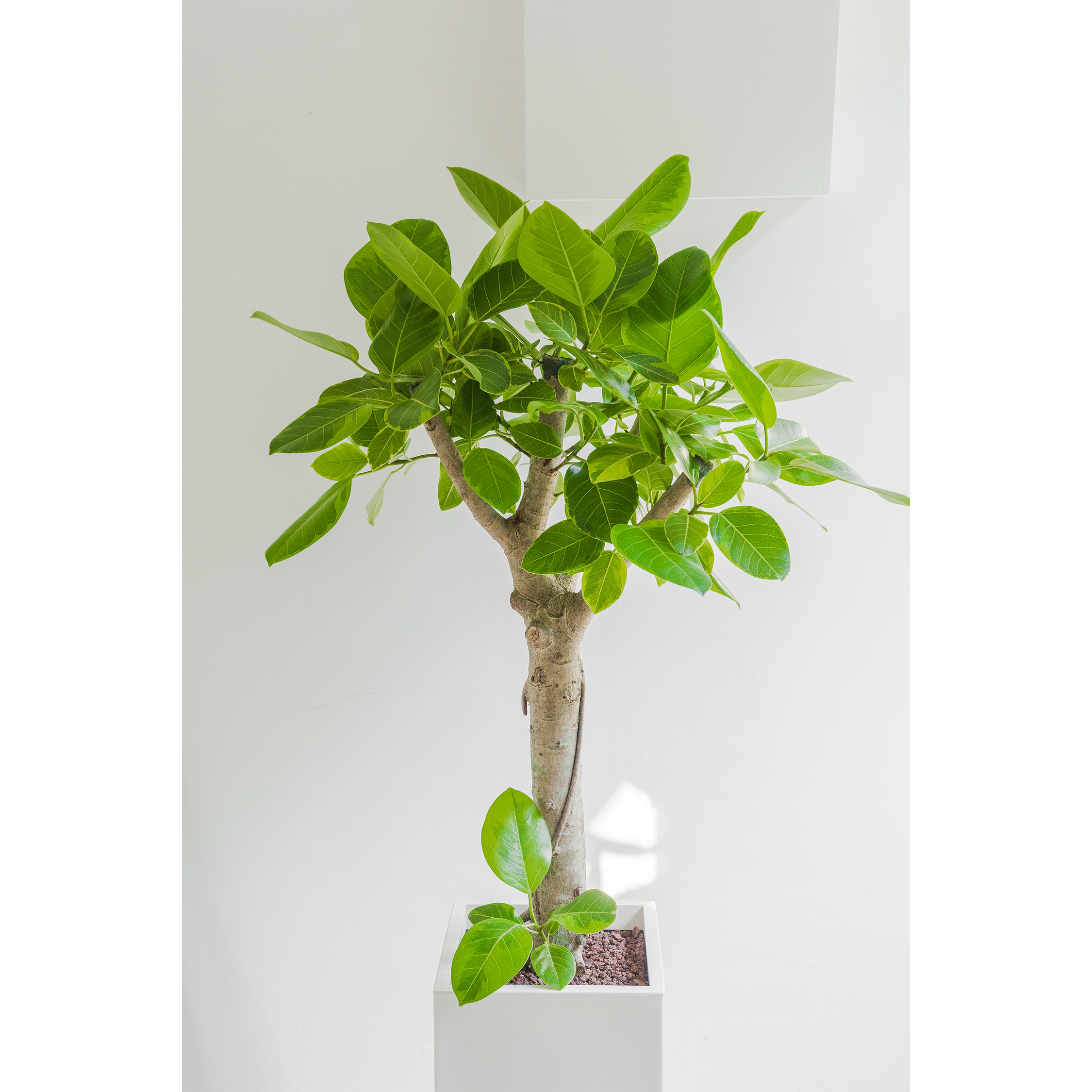 [관엽] 뱅갈고무나무