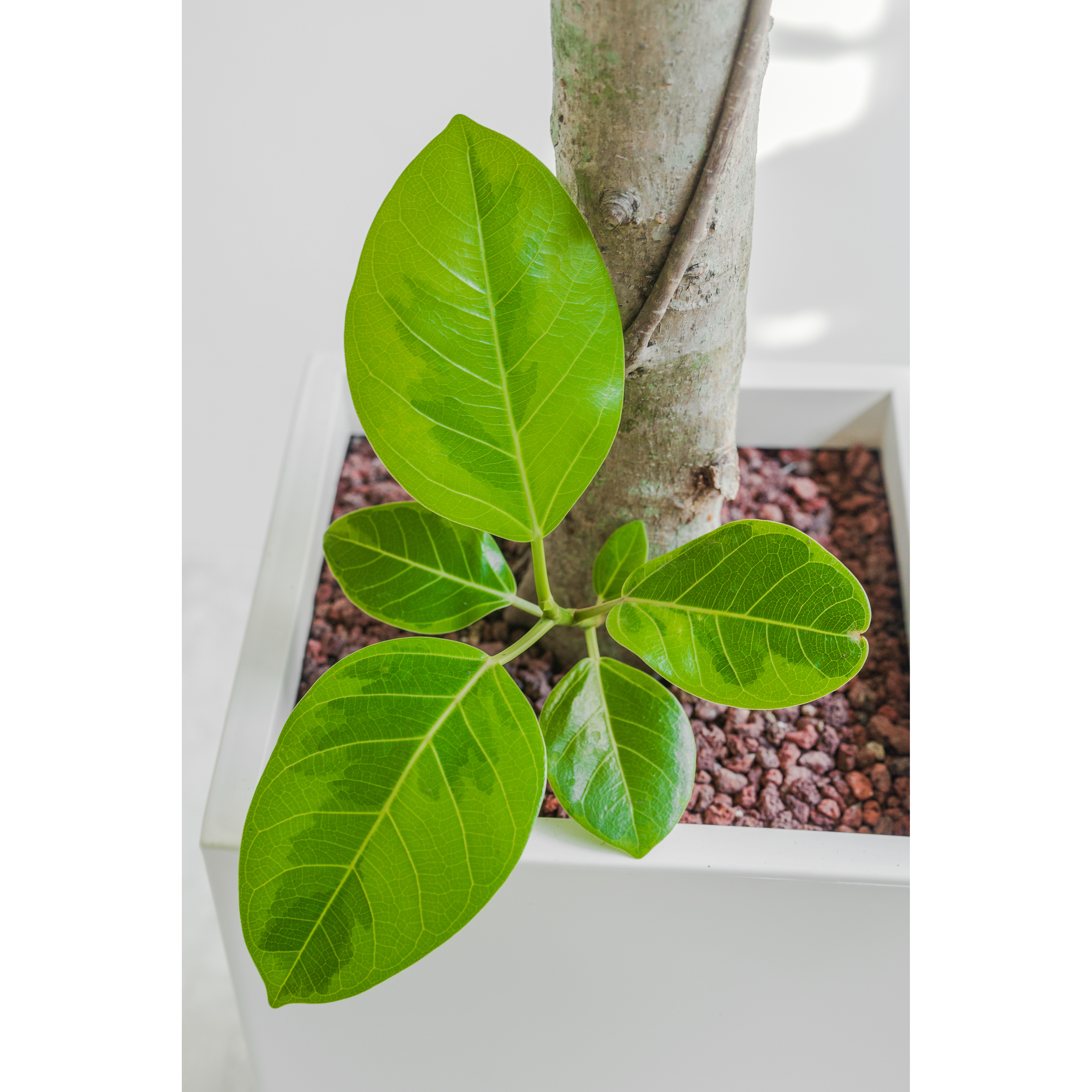 [관엽] 뱅갈고무나무