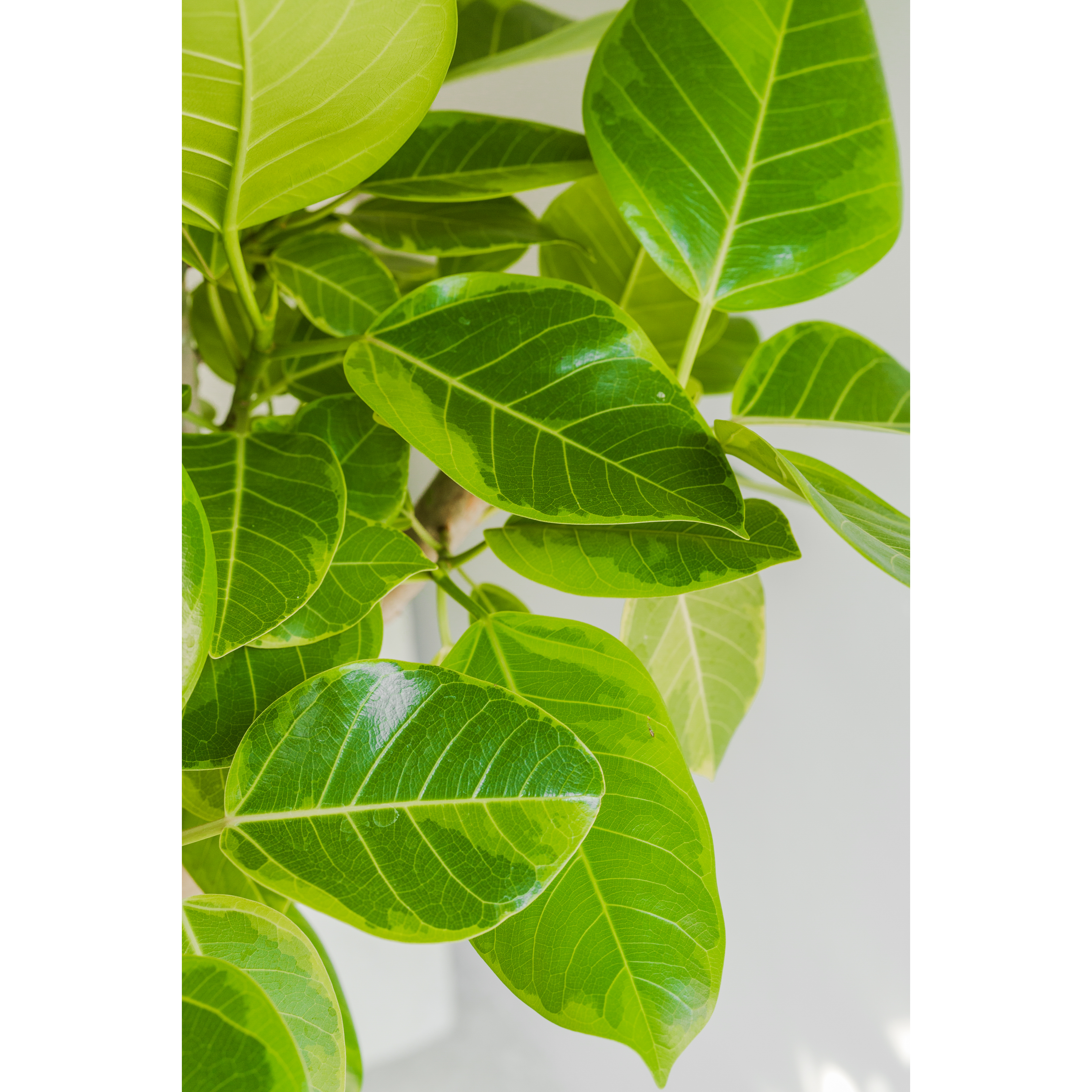 [관엽] 뱅갈고무나무