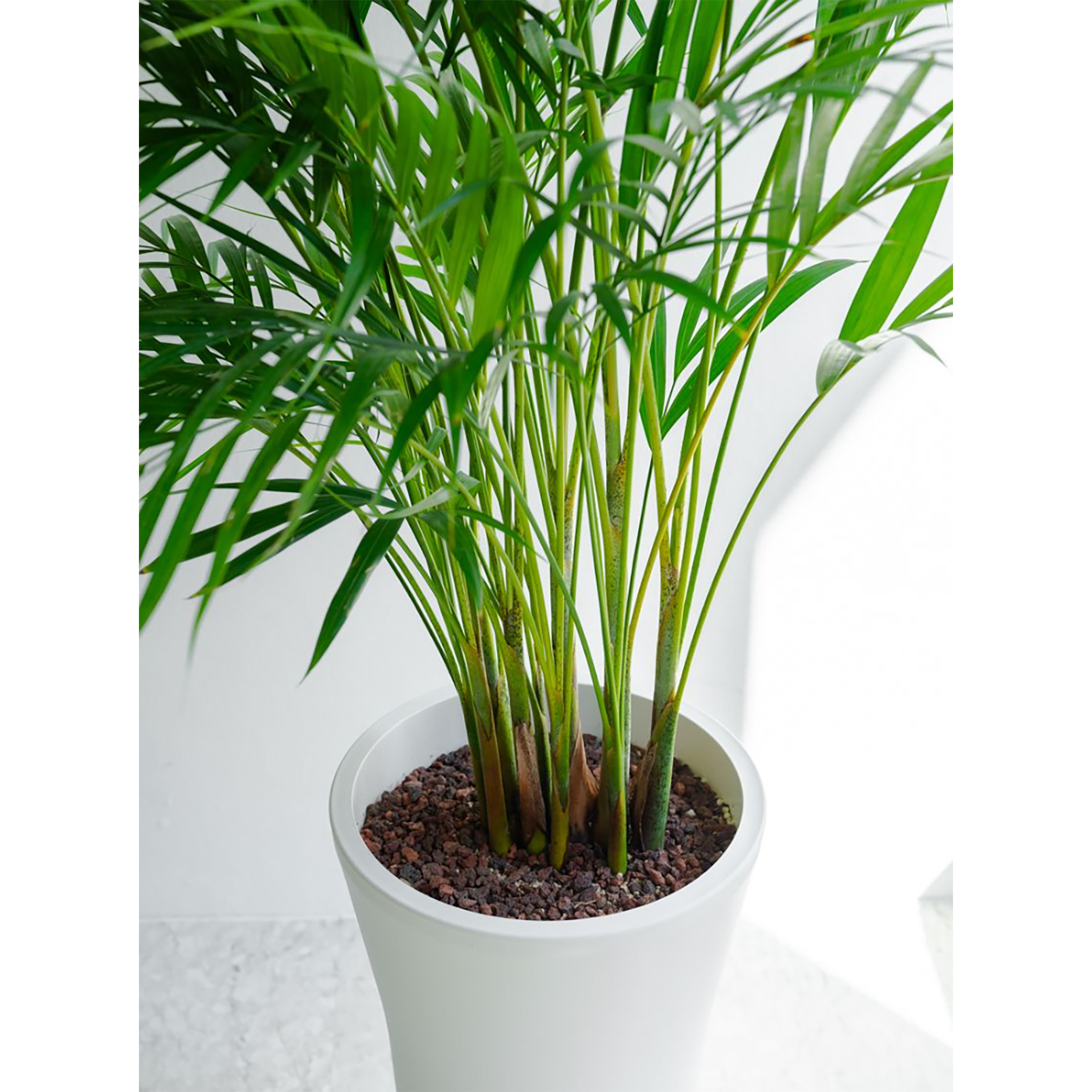 [관엽] 아레카야자