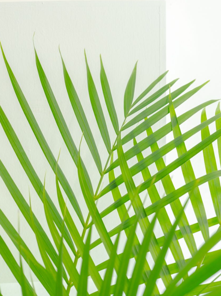 [관엽] 아레카야자