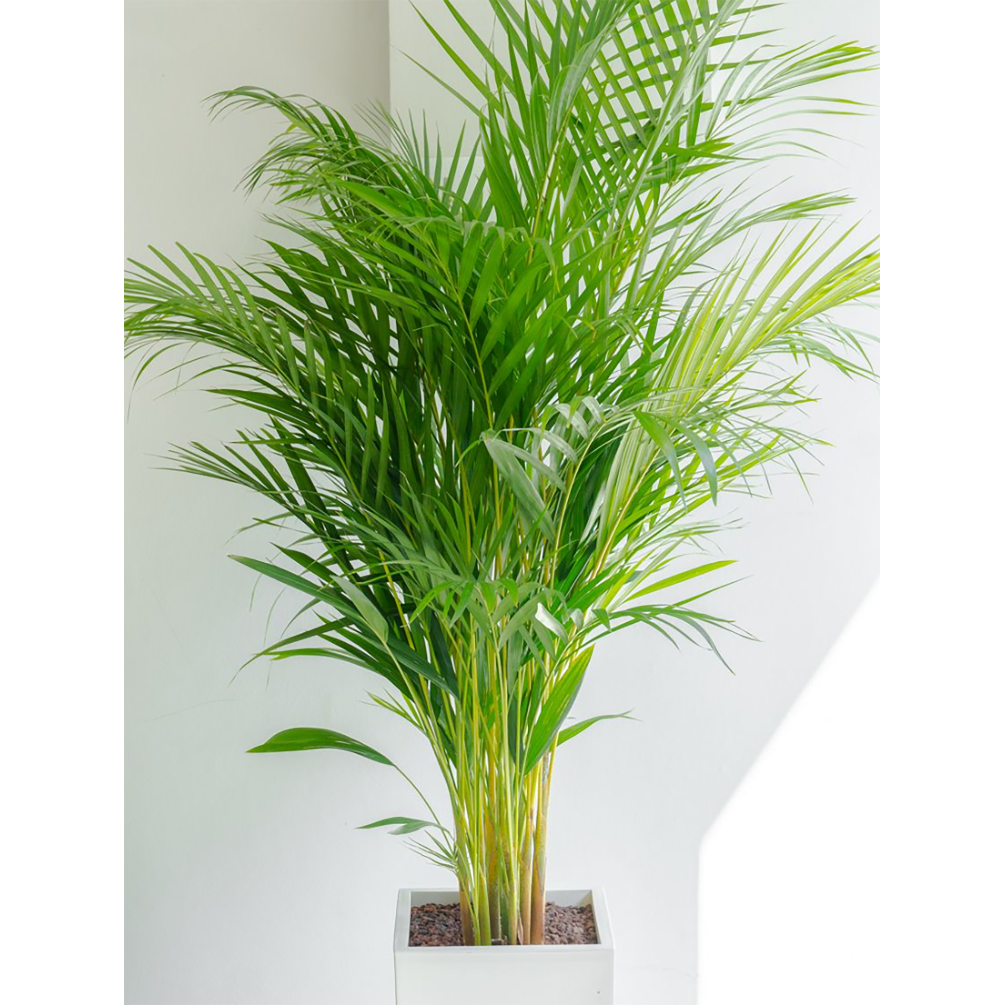 [관엽] 아레카야자