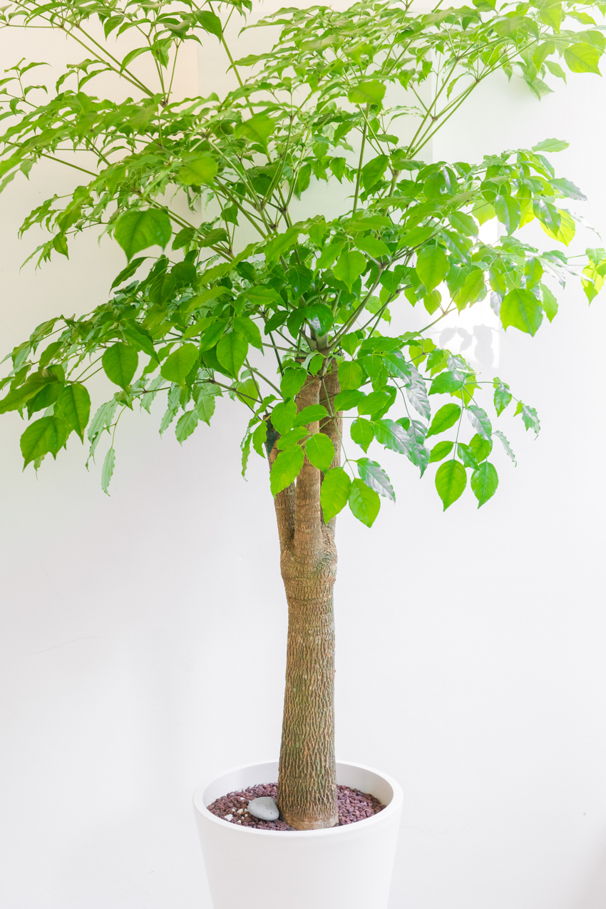 [관엽] 해피트리